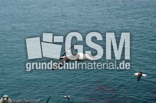 Schwarzbrauenalbatros (8 von 52).jpg